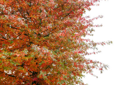 Quercus palustris pin oak tree typical autumnal colorful deciduous foliageの写真素材