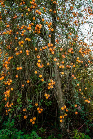 Diospyros kaki tree laden with persimmon ripe fruitsの写真素材