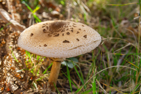 Macrolepiota procera or parasol mushroom growing wild in the autumnal forestの写真素材