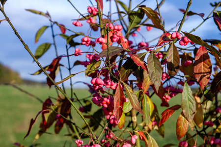 Euonymus europaeus European spindle deep pinl colored seed capsules and colorful autumn foliageの写真素材