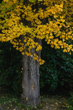 Ginkgo biloba known as Maidenhair tree with yellow foliage in autumn