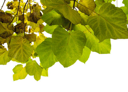 Catalpa bignonioides  Indian bean tree autumanl deciduous foliageの写真素材