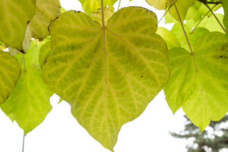 Catalpa bignonioides  Indian bean tree autumanl deciduous foliageの写真素材