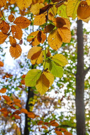 Fagus sylvatica or european beech tree autumnal colored foliageの写真素材