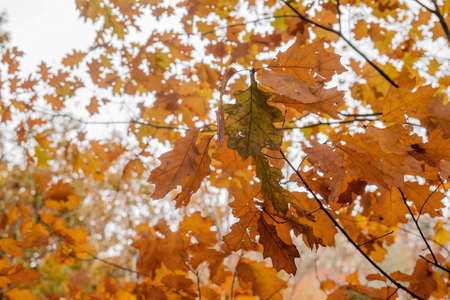 Quercus rubra red oak deciduous tree autumnal foliageの写真素材
