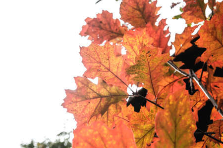 Quercus rubra, the northern red oak deciduous tree autumnal foliage detailの写真素材