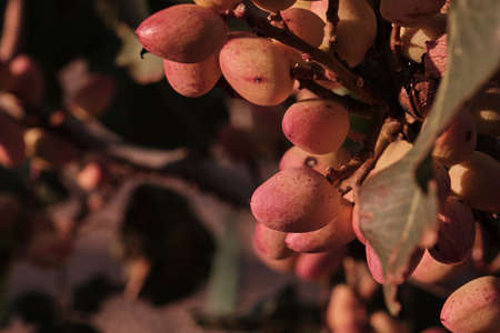 Pistacia vera or pistachio trees red ripe nuts bunchの写真素材