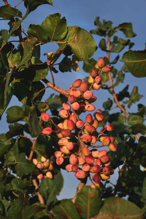 Pistacia vera or pistachio trees red ripe nuts bunchの写真素材