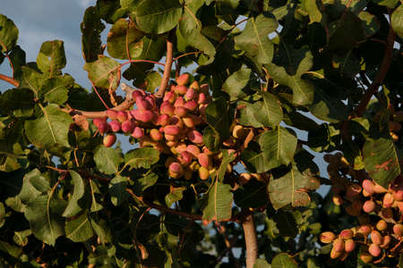 Pistacia vera or pistachio trees red ripe nuts bunchの写真素材