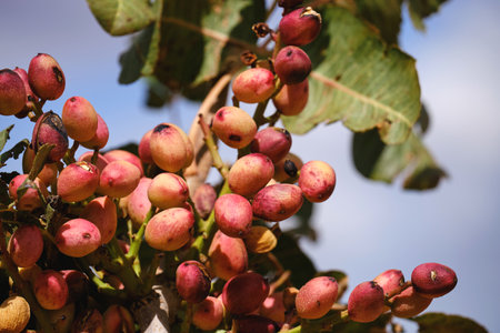 Pistacia vera or pistachio trees red ripe nuts bunchの写真素材