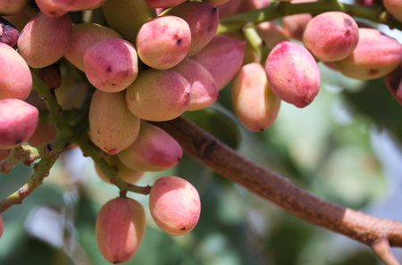 Pistacia vera or pistachio trees red ripe nuts bunch close up, selective focusの写真素材