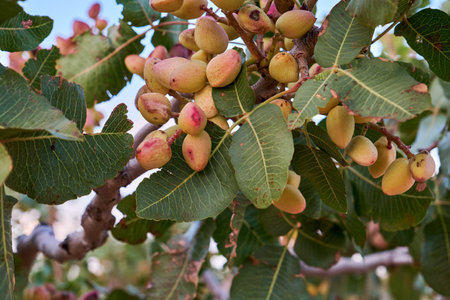 Pistacia vera or pistachio tree with nutsの写真素材