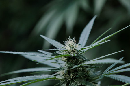 Cannabis sativa plant female flowers blooming close up