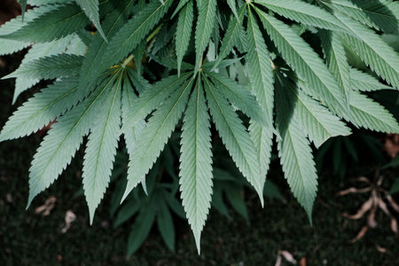 Cannabis sativa plant green leaves detail