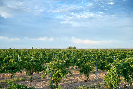 Wine-making vineyard fields with ripe white grapes in harvest seasonの写真素材