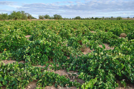 Green vineyards in La Mancha, Spainの写真素材