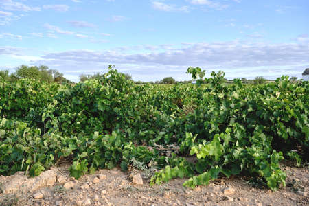 Green vineyards in La Mancha, Spainの写真素材