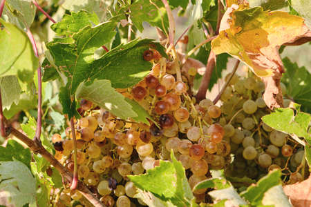 Vitis vinifera grapevine ripe fruits bunch in harvest seasonの写真素材
