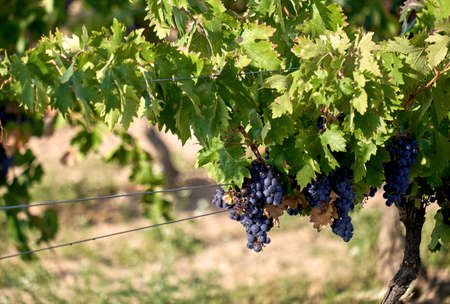 Vitis vinifera winemaking vineyard grape vines with ripe dark blue fruits in harvest seasonの写真素材