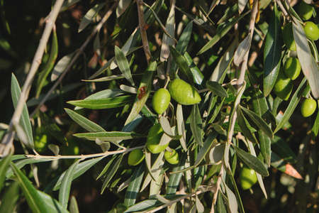 Olea europaea olive tree green immature fruits close upの写真素材