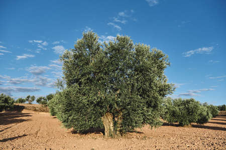 Olea europaea fileds, olive grove in Spainの写真素材