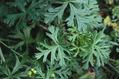 Malva moskata musk-mallow green edible leavesの写真素材