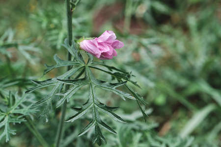 Malva moschata, the musk mallow pink blooming flower and green edible leavesの写真素材