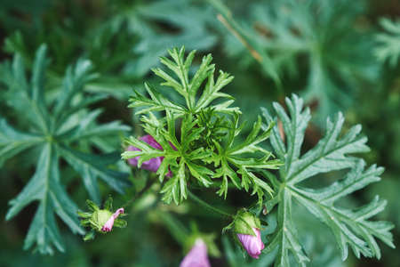 Malva moschata musk-mallow edible pink flowers and fresh green leavesの写真素材