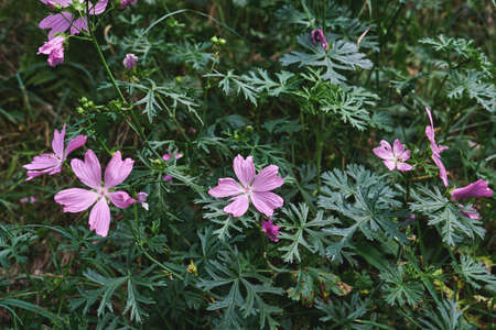 Malva moschata, the musk mallow pink flowersの写真素材