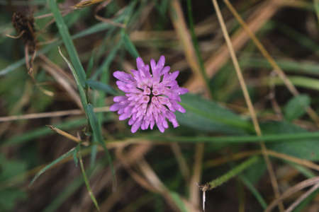 Knautia arvensis, field scabious pink purplish flowerの写真素材