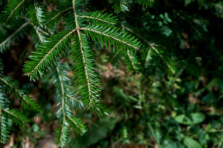 Abies alba or European silver fir evergreen coniferous tree green needle-like foliageの写真素材