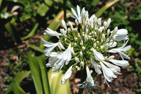 Agapanthus praecox known as lily of the Nile white flowers bloomingの写真素材