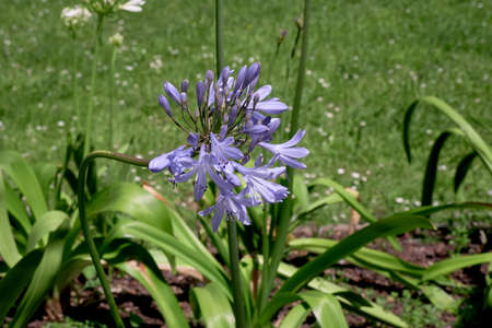 Agapanthus praecox blue lily flower bloomingの写真素材