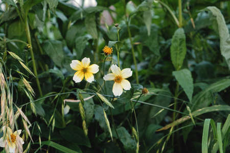 Bidens aurea, Arizona beggarticks white yellowish flowersの写真素材