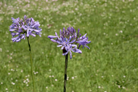 Agapanthus praecox blue lily flower bud bloomingの写真素材