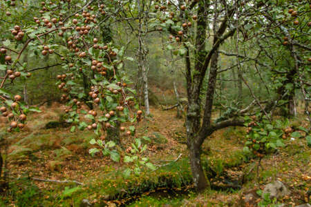 Pyrus cordata known as Plymouth pear wild tree with fruitsの写真素材