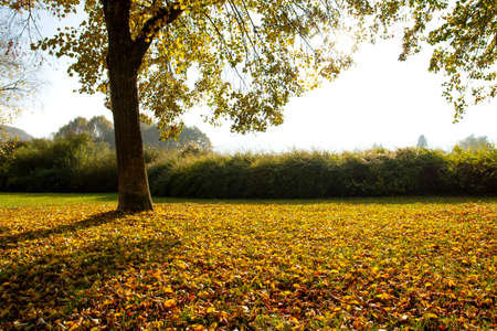 Populus nigra, the black poplar autumnal fallen leavesの写真素材