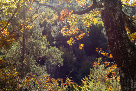 Autumnal temperate broadleaf and mixed forests with oak tree detailの写真素材