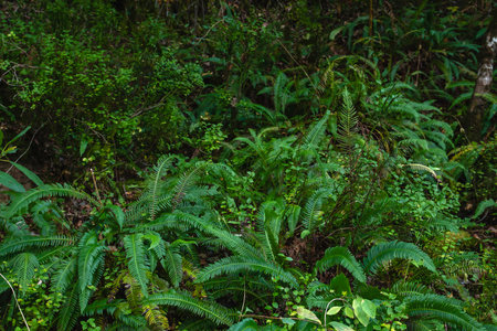 Green fern fronds and wild greenery in temperate broadleaf and mixed forestsの写真素材