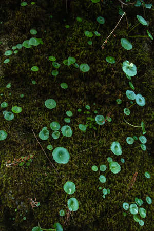 Umbilicus rupestris, Navelwort navel-like green leaves on mossy wallの写真素材