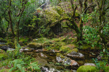 Mossy woodland Mata da Albergaria, temperate broadleaf and mixed fores in Peneda-GerÃªs National Park, Portugalの写真素材