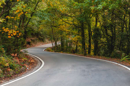 Curvy road in Mata da Albergaria, temperate broadleaf and mixed forest in Peneda-GerÃªs National Park, Portugalの写真素材