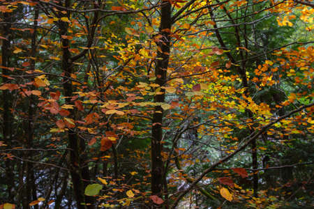 Fagus sylvatica beech tree autumnal colored foliageの写真素材