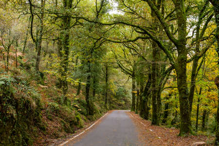 Road in Mata da Albergaria, temperate broadleaf and mixed forest in Peneda-GerÃªs National Park, Portugalの写真素材