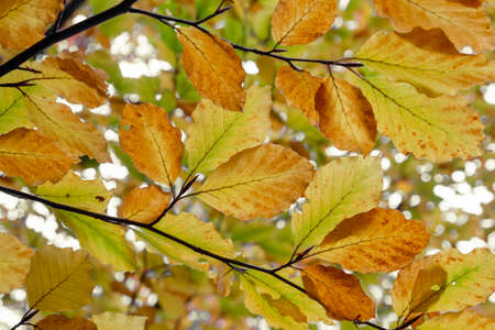 Fagus sylvatica beech tree autumnal colored foliageの写真素材