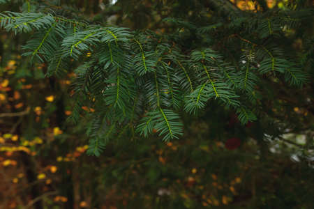 Taxus Baccata or European yew evergreen poisonous foliage close upの写真素材