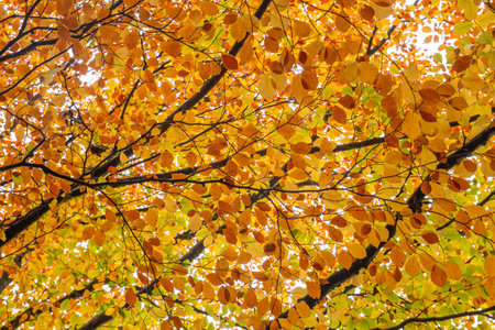 Fagus sylvatica beech tree autumnal colored foliageの写真素材