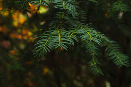 Taxus Baccata or European yew evergreen poisonous foliage close upの写真素材