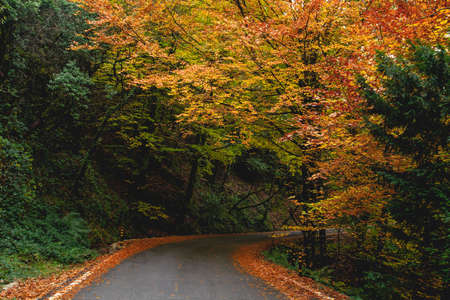 Curvy road in autumnal Mata da Albergaria, temperate broadleaf and mixed forest in Peneda-GerÃªs National Park, Portugalの写真素材