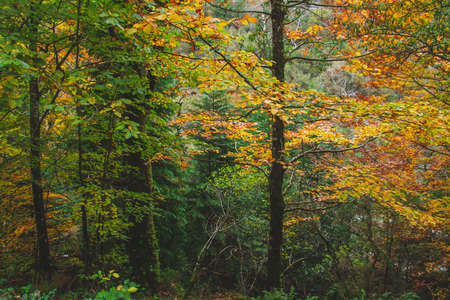 Autumnal Mata da Albergaria, temperate broadleaf and mixed forest in Peneda-GerÃªs National Park, Portugalの写真素材